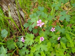 Geranium seemannii