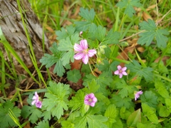 Geranium seemannii
