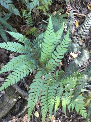 Polystichum pungens