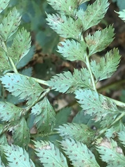 Polystichum pungens