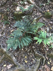 Polystichum pungens