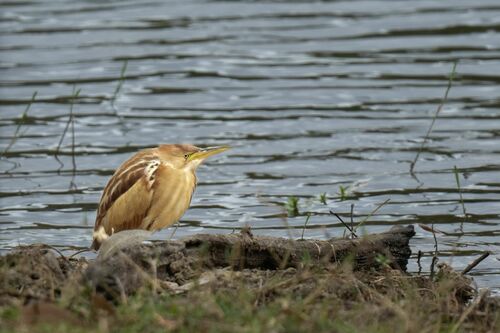 Black-backed Bittern (Botaurus dubius), photo 3