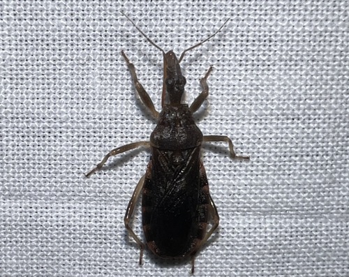 Genus Katanga · iNaturalist