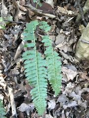 Blechnum australe australe
