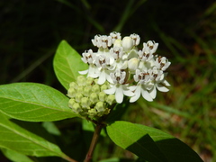 Asclepias texana