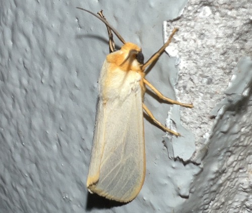 Acantharctia lacteata