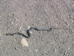 Masticophis fuliginosus