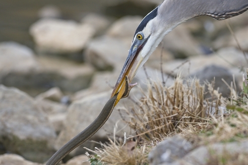 Great Blue Heron photographed in Tennessee