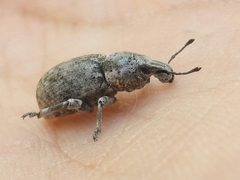 Entiminae