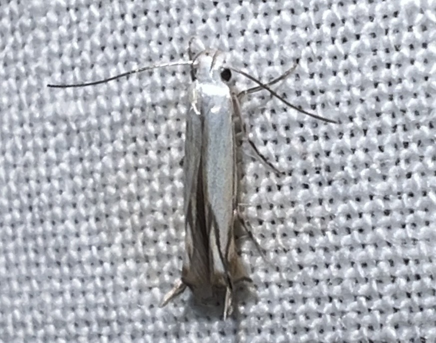 Thiotricha tenuis