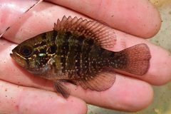Banded Sunfish photo 3