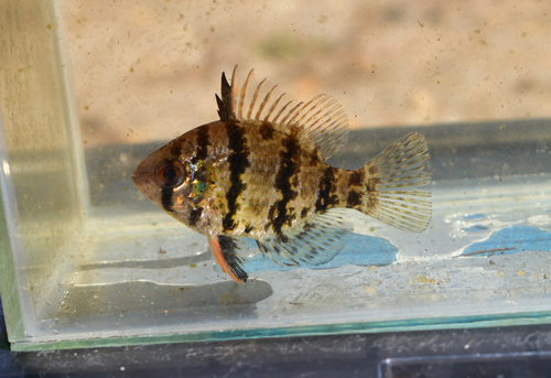 Black-banded Sunfish