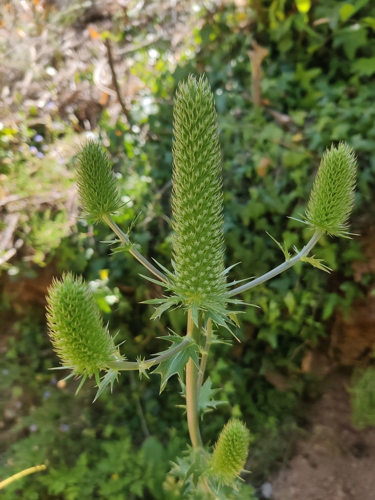 Eryngium duriaei