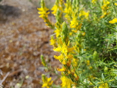 Genista hirsuta