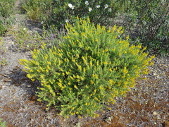 Genista hirsuta
