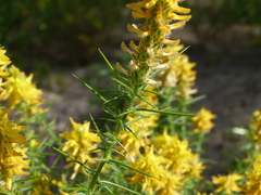 Genista hirsuta