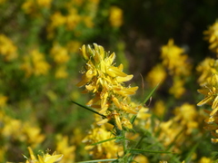 Genista hirsuta