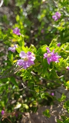 Cuphea hyssopifolia