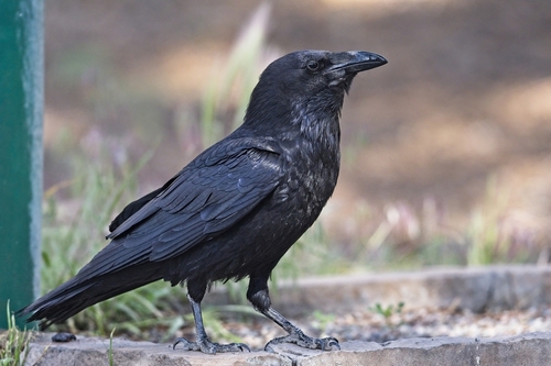 Common Raven