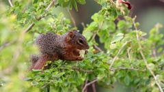 Notocitellus annulatus