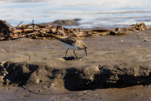 iNaturalist observation photo of Least Sandpiper