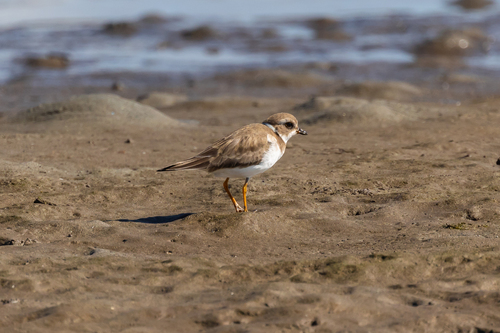 iNaturalist observation photo of Semipalmated Plover