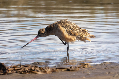 iNaturalist observation photo of Marbled Godwit