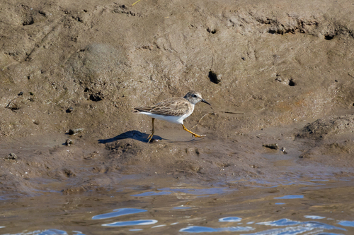 iNaturalist observation photo of Least Sandpiper