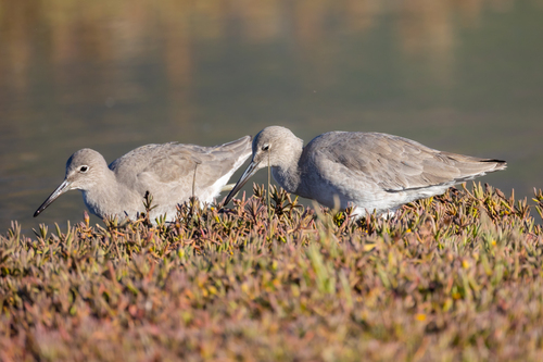 iNaturalist observation photo of Willet