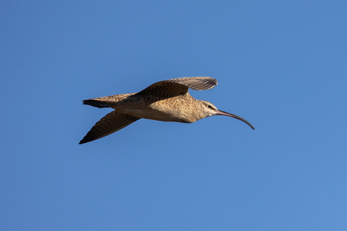 iNaturalist observation photo of Hudsonian Whimbrel