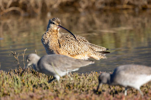 iNaturalist observation photo of Long-billed Curlew