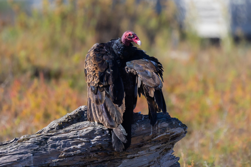 iNaturalist observation photo of Turkey Vulture