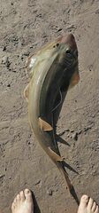 Pacific Guitarfish photo 5