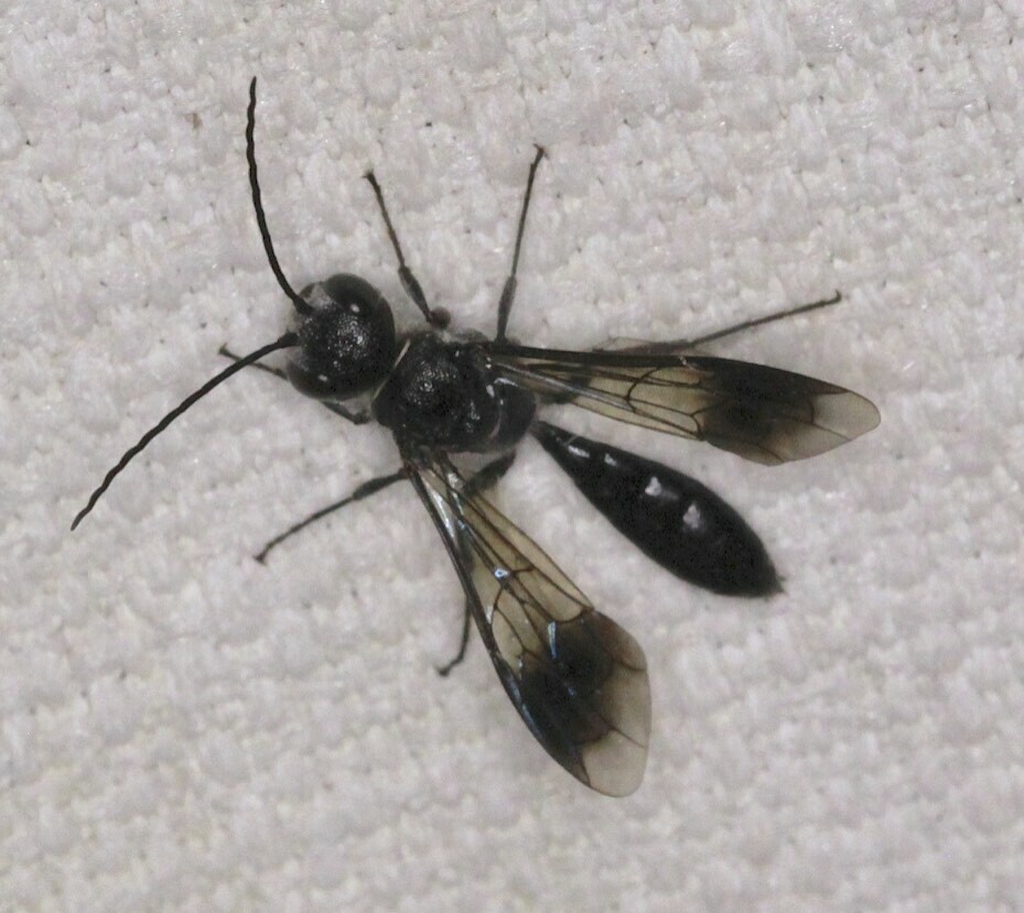 Thynnid Flower Wasps from Mount Mellum QLD 4550, Australia on November ...