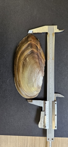 Swan Mussel