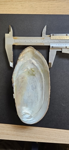Swan Mussel
