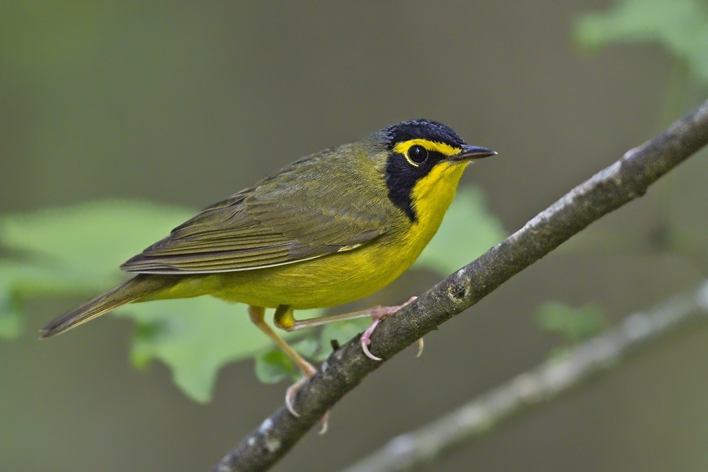 Yellowthroats and Allies