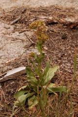 Senecio rapifolius