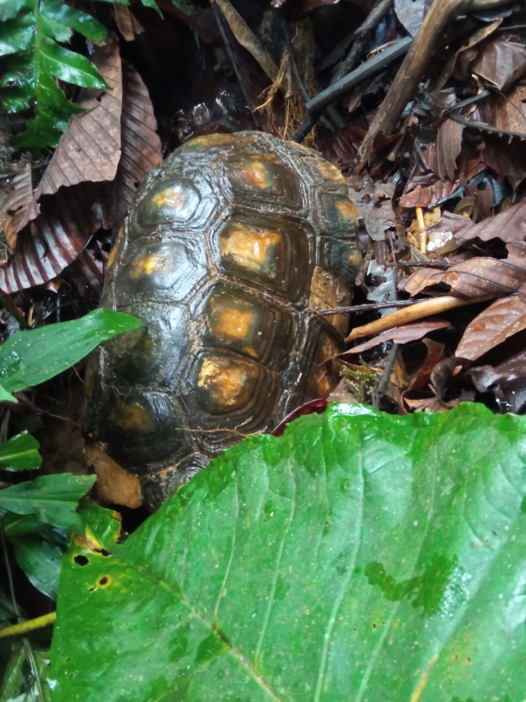 Brazilian Giant Tortoise in November 2023 by santiagotacuri · iNaturalist