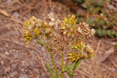 Senecio rapifolius