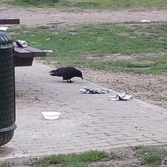 Corvus corone
