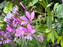 Cleoserrata speciosa