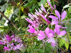 Cleoserrata speciosa