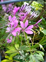 Cleoserrata speciosa