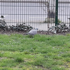 Columba palumbus