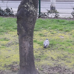 Columba palumbus