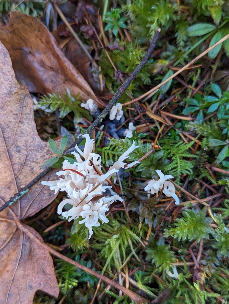 White Coral Fungus from Duvall, WA 98019, USA on November 17, 2023 at ...