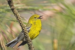 Pine Warbler photo 4