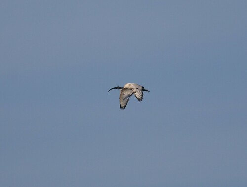 African Sacred Ibis