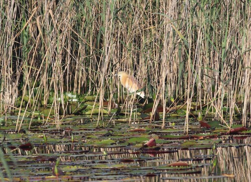Squacco Heron